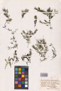 Ceratophyllum demersum L., Eastern Europe, Lower Volga region (E9) (Russia)