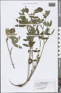 Trifolium medium L., Eastern Europe, Middle Volga region (E8) (Russia)