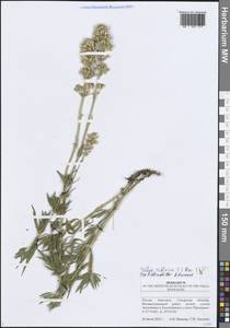 Silene sibirica (L.) Pers., Eastern Europe, Middle Volga region (E8) (Russia)