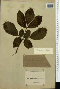 Paeonia caucasica (Schipcz.) Schipcz., Caucasus, Black Sea Shore (from Novorossiysk to Adler) (K3) (Russia)