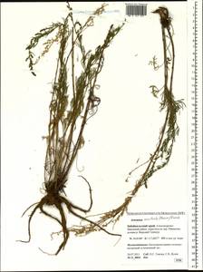 Artemisia macilenta (Maxim.) Krasch., Siberia, Baikal & Transbaikal region (S4) (Russia)