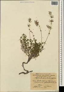 Asperula prostrata (Adams) K.Koch, Caucasus, South Ossetia (K4b) (South Ossetia)