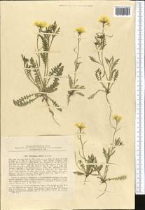 Chorispora sibirica (L.) DC., Middle Asia, Northern & Central Tian Shan (M4) (Kazakhstan)
