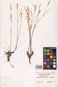 Dianthus leptopetalus Willd., Eastern Europe, Lower Volga region (E9) (Russia)