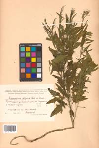 Sisymbrium volgense M. Bieb. ex E. Fourn., Siberia, Russian Far East (S6) (Russia)