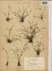 Juncus bulbosus L., Eastern Europe, Latvia (E2b) (Latvia)