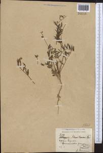Astragalus schmalhausenii Bunge, Middle Asia, Kopet Dag, Badkhyz, Small & Great Balkhan (M1) (Turkmenistan)