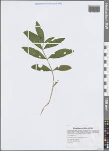 Gentiana triflora Pall., Siberia, Russian Far East (S6) (Russia)