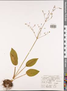 Alisma plantago-aquatica L., Eastern Europe, Central region (E4) (Russia)