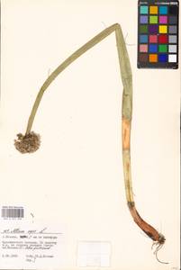 Allium cepa L., Eastern Europe, Moscow region (E4a) (Russia)