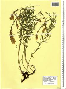 Genista tinctoria subsp. tinctoria, Caucasus, Stavropol Krai, Karachay-Cherkessia & Kabardino-Balkaria (K1b) (Russia)