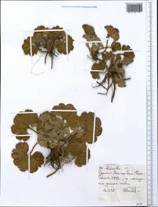 Alchemilla, Africa (AFR) (Ethiopia)