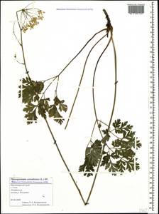 Physospermum cornubiense (L.) DC., Caucasus, Black Sea Shore (from Novorossiysk to Adler) (K3) (Russia)