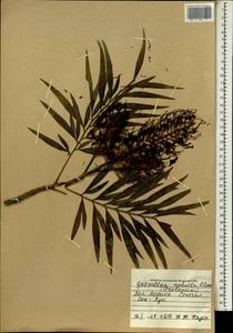 Grevillea robusta A. Cunn. ex R. Br., Africa (AFR) (Senegal)