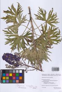 Delphinium cuneatum Steven ex DC., Eastern Europe, Central forest-and-steppe region (E6) (Russia)