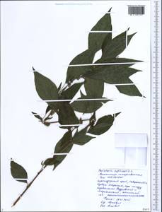 Parietaria officinalis L., Caucasus, Black Sea Shore (from Novorossiysk to Adler) (K3) (Russia)