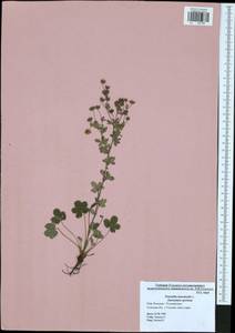 Potentilla intermedia L., Eastern Europe, Central region (E4) (Russia)