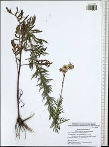 Jacobaea erucifolia subsp. erucifolia, Eastern Europe, Central region (E4) (Russia)