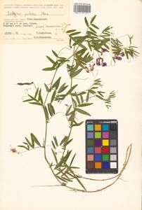 Lathyrus palustris subsp. palustris, Siberia, Chukotka & Kamchatka (S7) (Russia)
