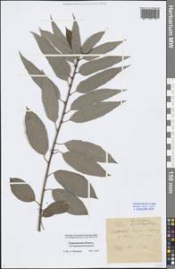 Salix triandra L., Eastern Europe, Central forest-and-steppe region (E6) (Russia)