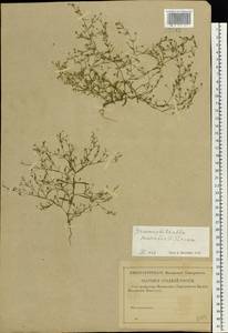 Psammophiliella muralis (L.) lkonn., Eastern Europe, Central region (E4) (Russia)