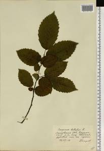 Carpinus betulus L., Eastern Europe, Lithuania (E2a) (Lithuania)