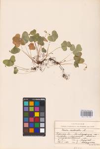 Oxalis acetosella L., Eastern Europe, Western region (E3) (Russia)