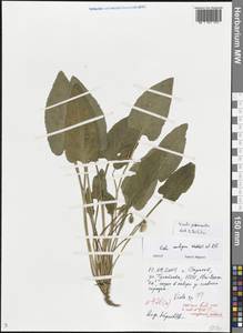 Viola prionantha Bunge, Eastern Europe, Lower Volga region (E9) (Russia)