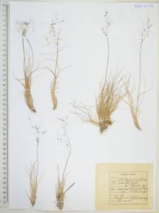 Ptilagrostis alpina (F.Schmidt) Sipliv., Siberia, Russian Far East (S6) (Russia)