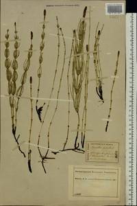 Equisetum palustre L., Eastern Europe, Central forest region (E5) (Russia)