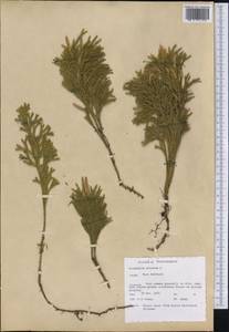 Dendrolycopodium obscurum (L.) A. Haines, America (AMER) (United States)