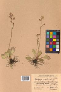 Micranthes sachalinensis (F. Schmidt) S. Akiyama & H. Ohba, Siberia, Russian Far East (S6) (Russia)