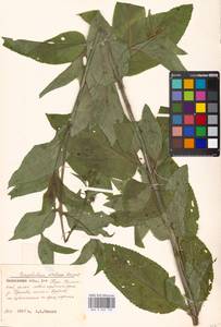 Scrophularia umbrosa Dumort., Eastern Europe, Moscow region (E4a) (Russia)