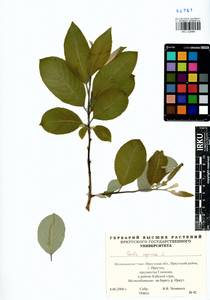 Salix caprea L., Siberia, Baikal & Transbaikal region (S4) (Russia)