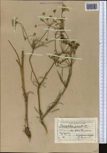 Chaerophyllum prescottii DC., Middle Asia, Muyunkumy, Balkhash & Betpak-Dala (M9) (Kazakhstan)