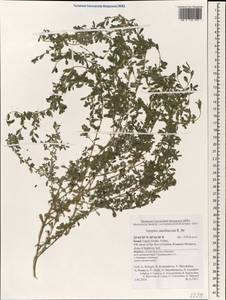 Atriplex semibaccata R. Br., South Asia, South Asia (Asia outside ex-Soviet states and Mongolia) (ASIA) (Israel)