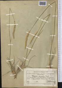 Psathyrostachys juncea (Fisch.) Nevski, Middle Asia, Muyunkumy, Balkhash & Betpak-Dala (M9) (Kazakhstan)