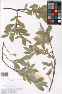 Salix phylicifolia L., Eastern Europe, Northern region (E1) (Russia)