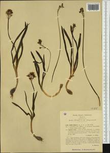 Hyacinthoides italica (L.) Rothm., Western Europe (EUR) (Italy)