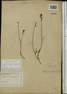 Limonium suffruticosum (L.) Kuntze, Eastern Europe, Lower Volga region (E9) (Russia)