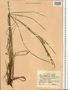Carex aquatilis Wahlenb., Eastern Europe, Northern region (E1) (Russia)