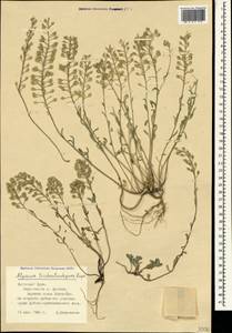 Alyssum trichostachyum Rupr., Crimea (KRYM) (Russia)