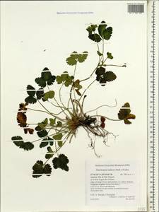 Potentilla indica (Andr.) Wolf, Africa (AFR) (Portugal)