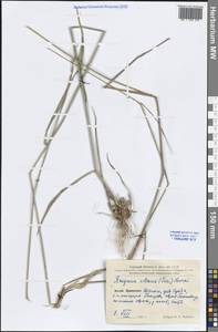 Elymus ciliaris (Trin.) Tzvelev, South Asia, South Asia (Asia outside ex-Soviet states and Mongolia) (ASIA) (China)