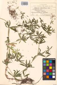 Galium intermedium Schult., Eastern Europe, Moscow region (E4a) (Russia)