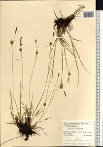 Carex lepidocarpa Tausch, Eastern Europe, West Ukrainian region (E13) (Ukraine)