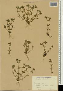 Cerastium ramosissimum Boiss., Crimea (KRYM) (Russia)