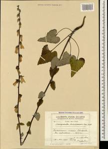 Campanula alliariifolia subsp. letschchumensis (Kem.-Nath.) Ogan., Caucasus, Georgia (K4) (Georgia)