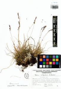 Festuca ovina L., Siberia, Baikal & Transbaikal region (S4) (Russia)