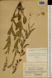 Macropodium nivale (Pall.) W.T. Aiton, Siberia, Baikal & Transbaikal region (S4) (Russia)